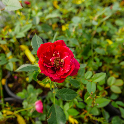 Róża okrywowa The Fairy Red czerwona (C2)