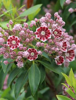 Kalmia szerokolistna Minuet (C2)