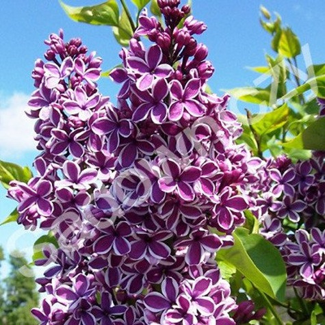 Lilak pospolity Sensation (H150/200 obw6/8)