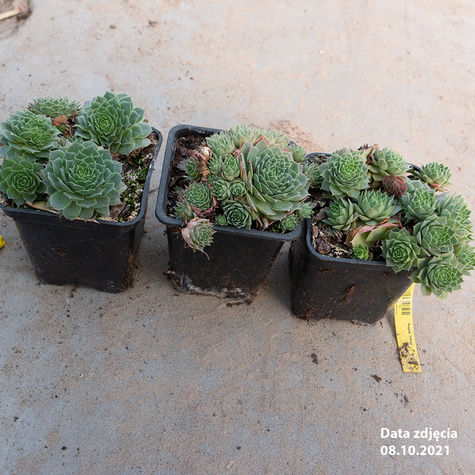 Rojnik murowy Triste