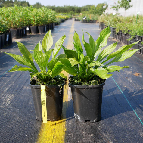 Funkia Hosta Rozdęta (C2)