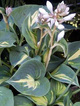 Funkia Hosta Dream Queen (C2)