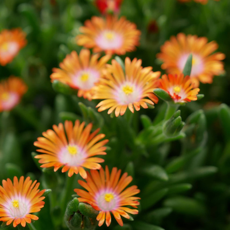 Delosperma Coopera Ice Cream Orange