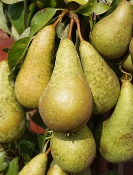 Grusza Chrupiące twarde owoce Plant Pack