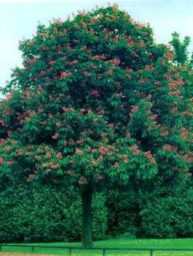 Kasztanowiec czerwony (C2)