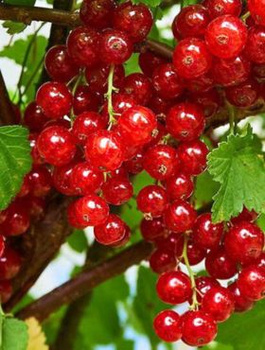 Porzeczka czerwona Plant Pack