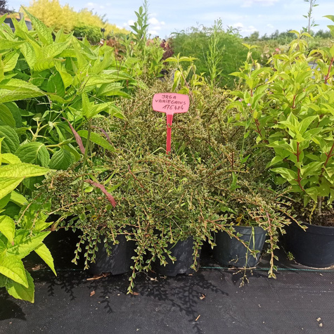 Irga purpurowa 'Variegatus'