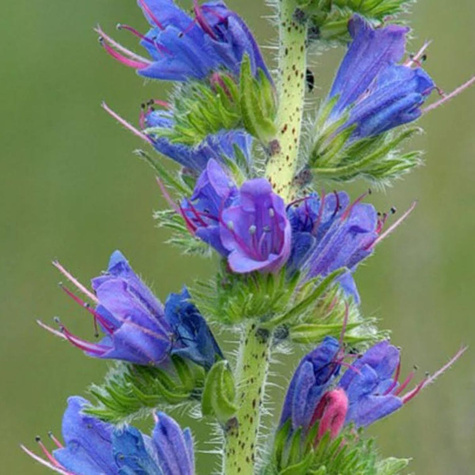 Żmijowiec mieszanka kolorów 1g