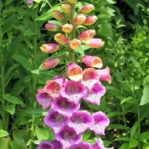 Naparstnica purpurowa Castor mix (C2)