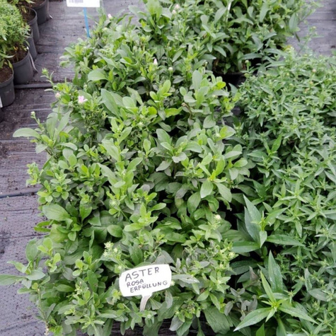 Aster gawędka Rosa Erfüllung (C2)