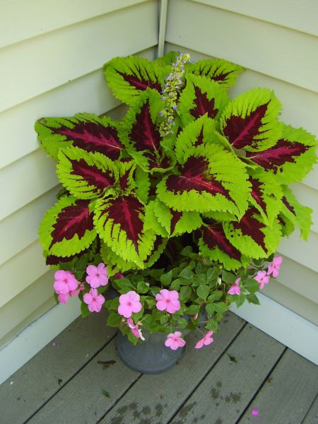 Koleus Coleus Pokrzywka czerwono-zielona