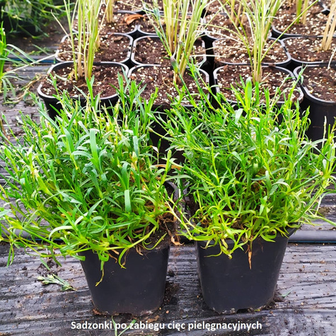 Goździk ogrodowy Sweet Pleasure Dark Red (C2)