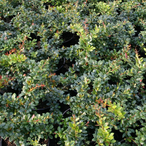 Berberys pośredni Parkjuweel (C1.7)