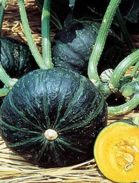 Dynia zwyczajna olbrzymia Sweet Mama F1 7szt