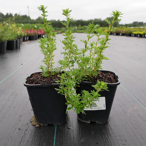 Pięciornik krzewiasty 'Klondike' (C2)