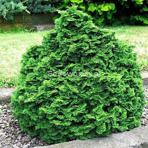 Cyprysik tępołuskowy Nana Gracilis