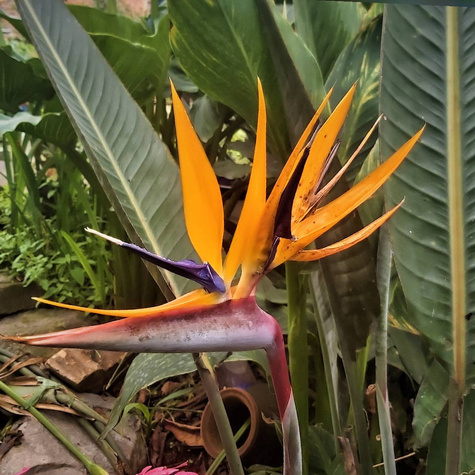 Strelicja królewska Rajski Ptak Strelitzia reginae 5 sztuk nasion 