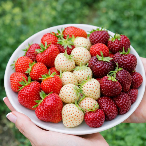 Zestaw Truskawek Trio Smaków Frigo