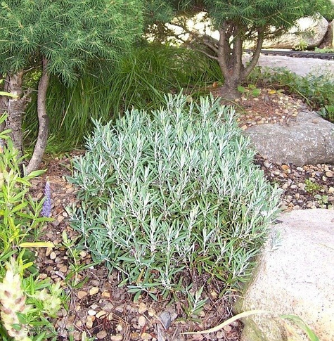 Modrzewnica pospolita 'Blue Ice' (C2)