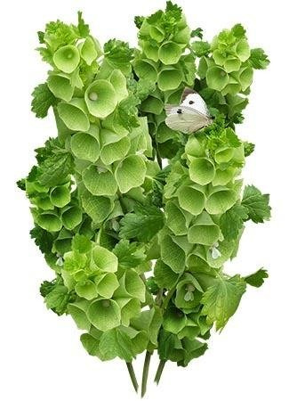 Dzwony Irlandzkie 0,5g