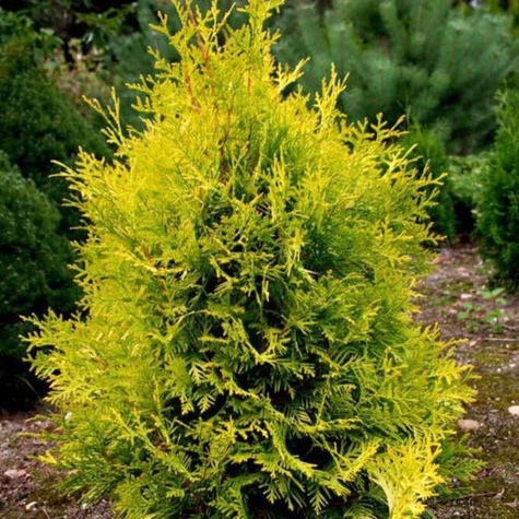 Thuja Tuja Żywotnik zachodni Aurescens