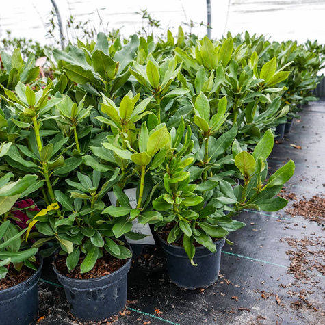 Rododendron Różanecznik Nowa Zembla czerwony (C2)