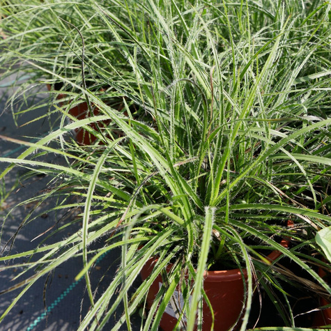 Kosmatka śnieżna Yeti (C2)