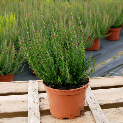 Wrzos pospolity Michelle jasnoróżowy pączkowy