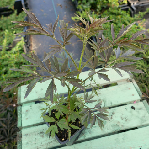 Bez Czarny Black Lace (C2)