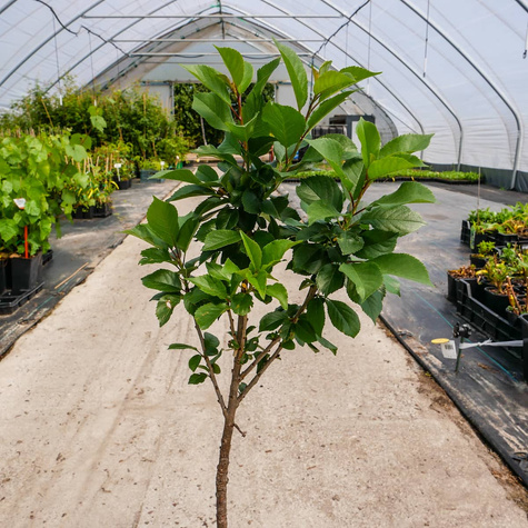 Mini Wiśnia karłowa Piemont w doniczce