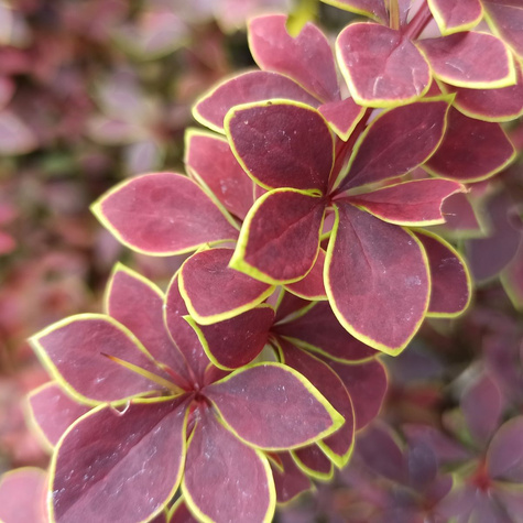 Berberys Thunberga Coronita (C2)
