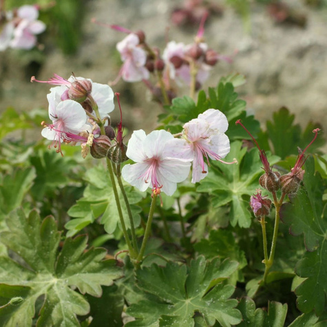 Bodziszek kantabryjski Biokovo (C2)