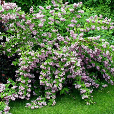 Żylistek mieszańcowy Tourbillon Rouge (P9)