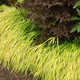 Hakonechloa smukła All Gold (C2)