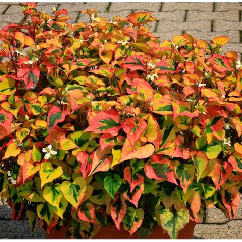 Pstrolistka sercowata Cameleon Hotunia Tułacz Pstry Egzotyka SADZONKA pachnie pomarańczą