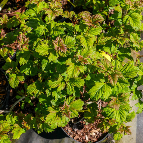 Kalina koralowa 'Roseum' (P9)