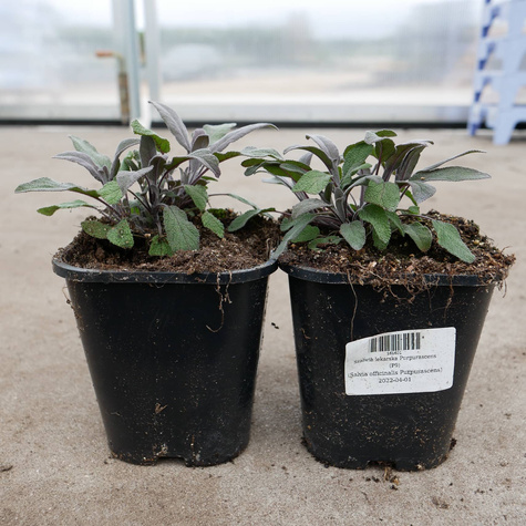 Szałwia lekarska Purpurascens (C2)