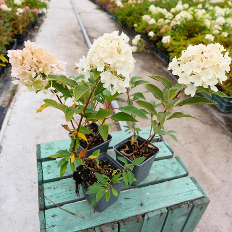 Hortensja bukietowa Magical Matterhorn (P9)