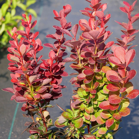 Berberys thunberga Vulcono (P9)