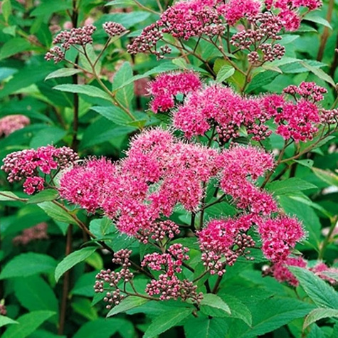 Tawuła japońska 'Zigeunerblut' (C2)