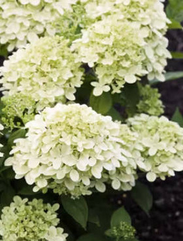 Hortensja bukietowa Living Little Passion (C2)