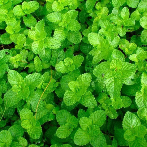 Mięta truskawkowa (C2)