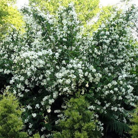 Jaśminowiec panieński Biały Karzeł (C2)