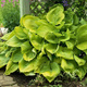 Funkia Hosta Sum and Substance (C2)