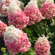Hortensja bukietowa Pink Promise (C2)