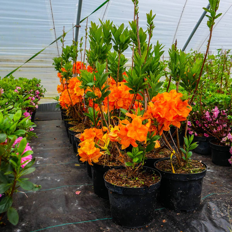 Azalia wielkokwiatowa Soczysta pomarańczowa (C2)