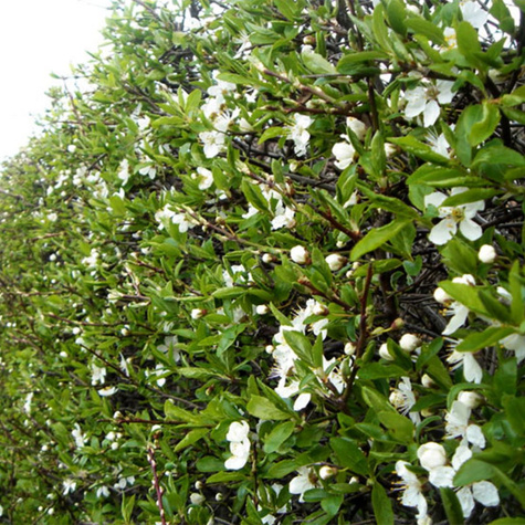 Śliwa tarnina na żywopłot w pojemniku (C2)