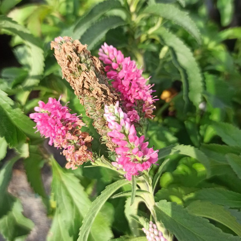 Przetacznik kłosowy różowy (C2)