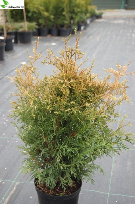 Thuja Tuja Żywotnik zachodni Stolvijk (C2)