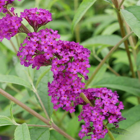 Budleja Dawida African Queen (C2)